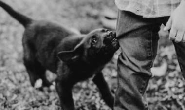 Ataque de un perro a un niño de 4 años en Desiderio Tello: el menor está fuera de peligro
