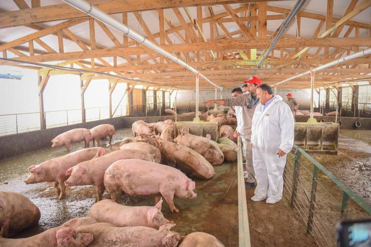El Gobernador inauguró la nueva planta  de engorde de Cerdo de los Llanos en Ulapes.