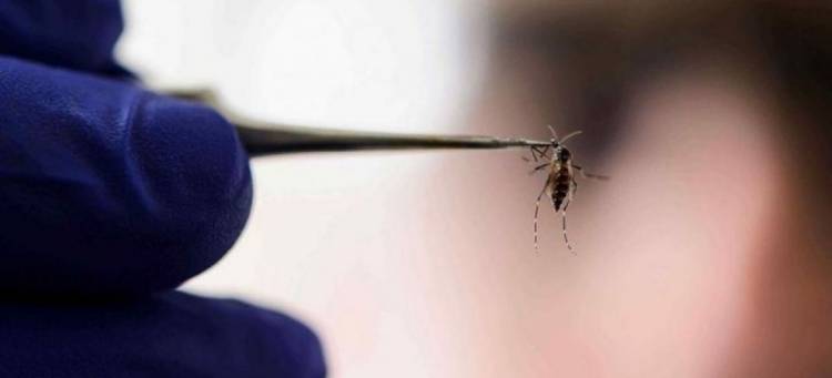 Dengue en La Rioja: «Estamos entrando en una fase de transmisibilidad alta».