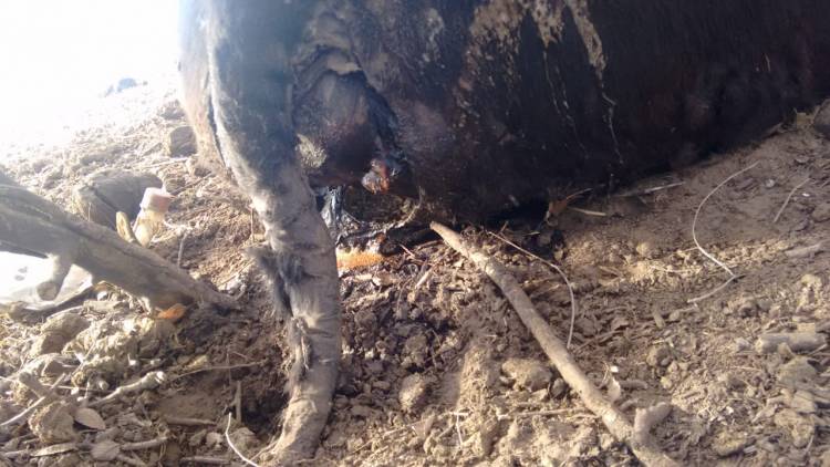 Encuentran vacas mutiladas al sur de Chepes