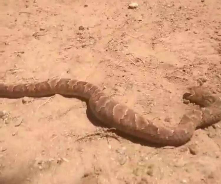 Chepes: encuentran una serpiente comiendo un ave de corral