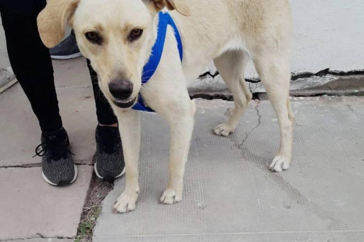 Chamical: “Ayuda Animal” y Municipio castraron más de 500 perros