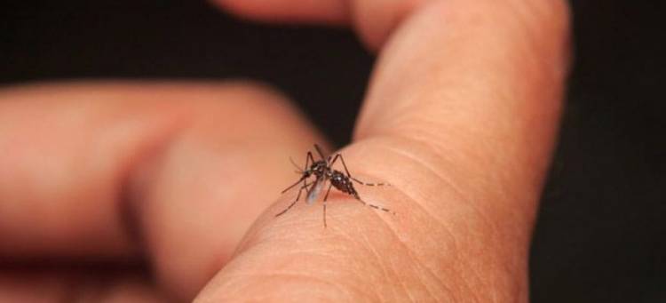 El dengue crece a nivel país y ya impacta en La Rioja