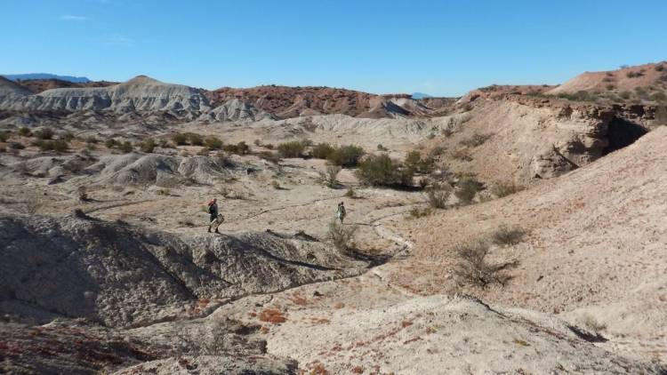 Encontraron en La Rioja restos fósiles de una especie precursora de los mamíferos