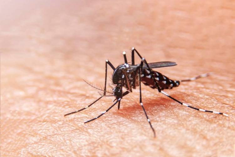 Dengue: el Ministerio de Salud declaró alerta epidemiológica y pidió extremar las medidas preventivas