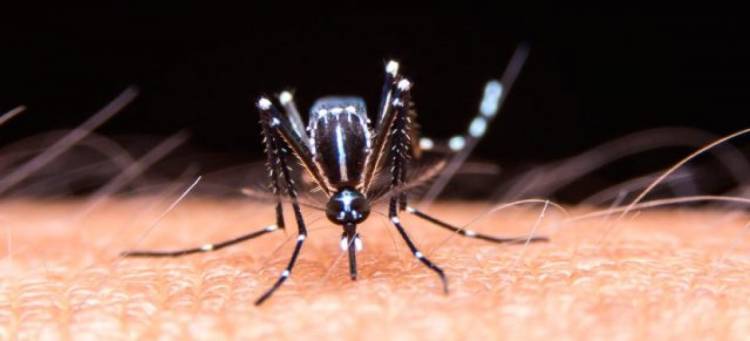 Una persona de 24 años, la nueva víctima fatal del dengue en La Rioja