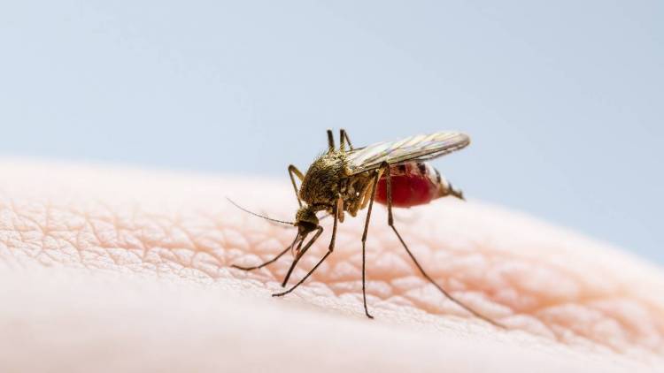 Confirman la tercera muerte por dengue en La Rioja