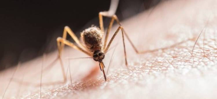 Confirmaron la cuarta víctima fatal por dengue