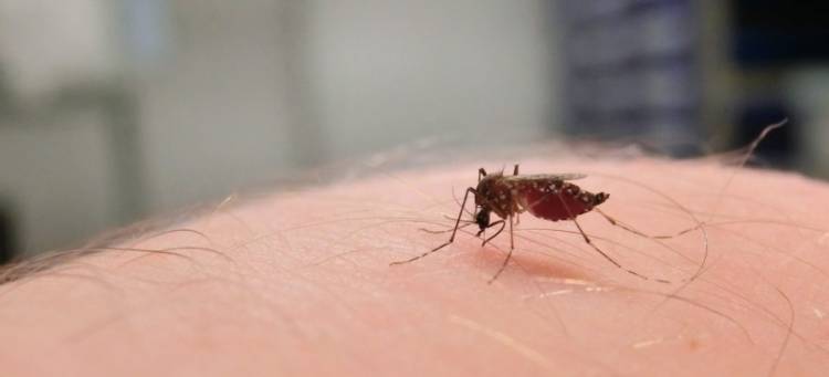 La Rioja sumó su sexto fallecido por dengue: la víctima tenía 50 años