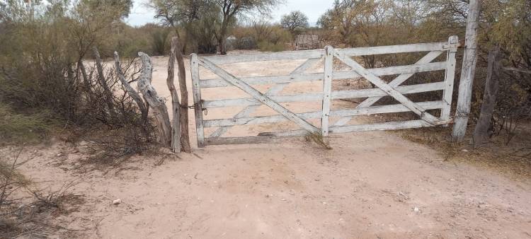 Portezuelo: robaron un animal vacuno