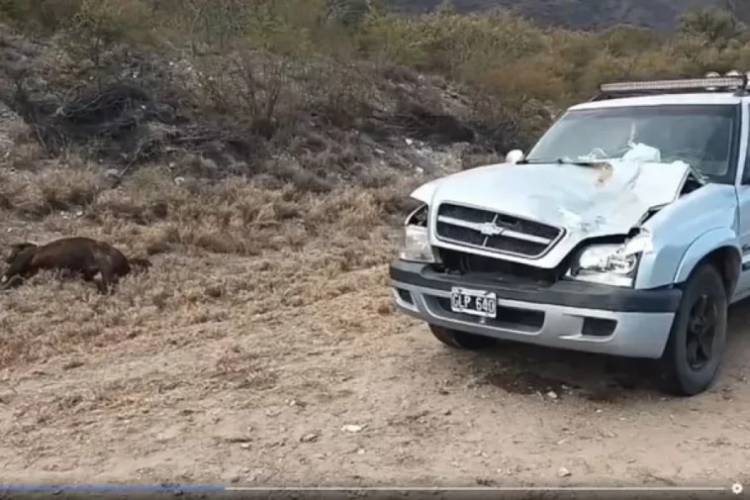 Dos riojanos heridos tras chocar contra un animal en Catamarca