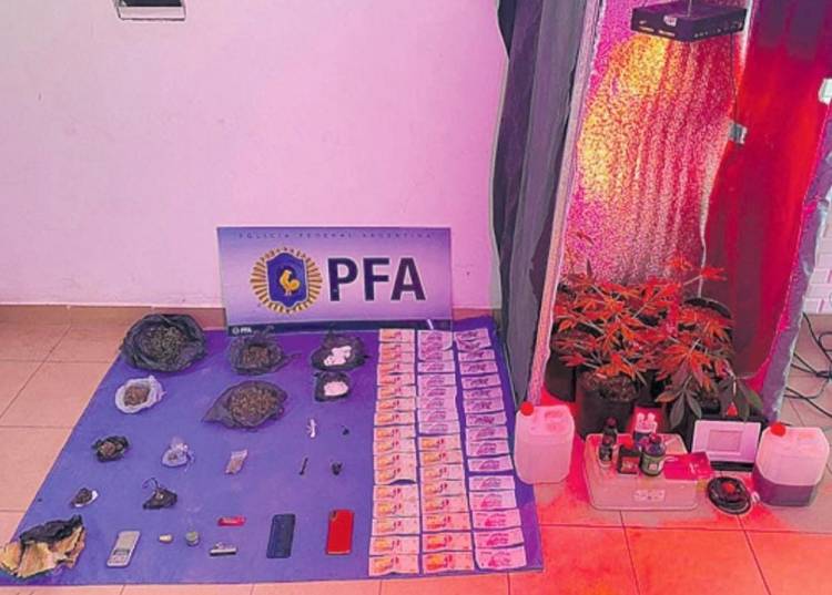 La Policía Federal secuestró medio kilo de marihuana y ocho plantas de cannabis