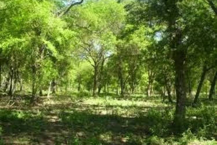 Municipio participó de Seminario sobre Bosques Nativos