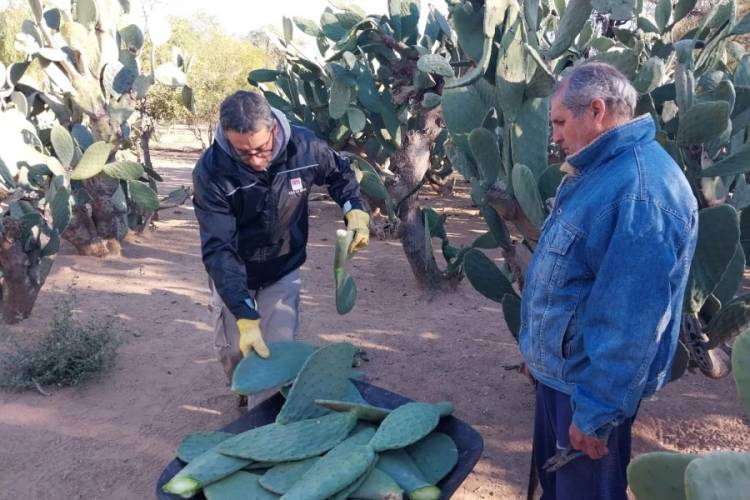 Pequeños productores mejoran parcelas de producción de tunales