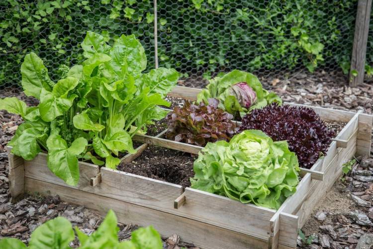 En el Totoral producen verduras con fertilizantes a base a orín humano