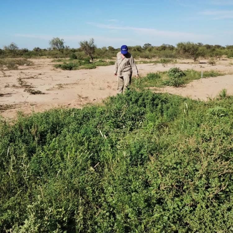 Seguimiento de resultados en el Campo Sol de Mayo en la lucha contra la desertificación