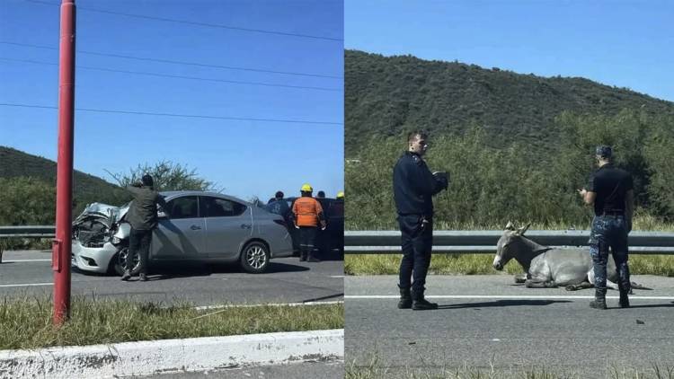 Accidente en la Circunvalación: Automóvil impactó contra un asno suelto