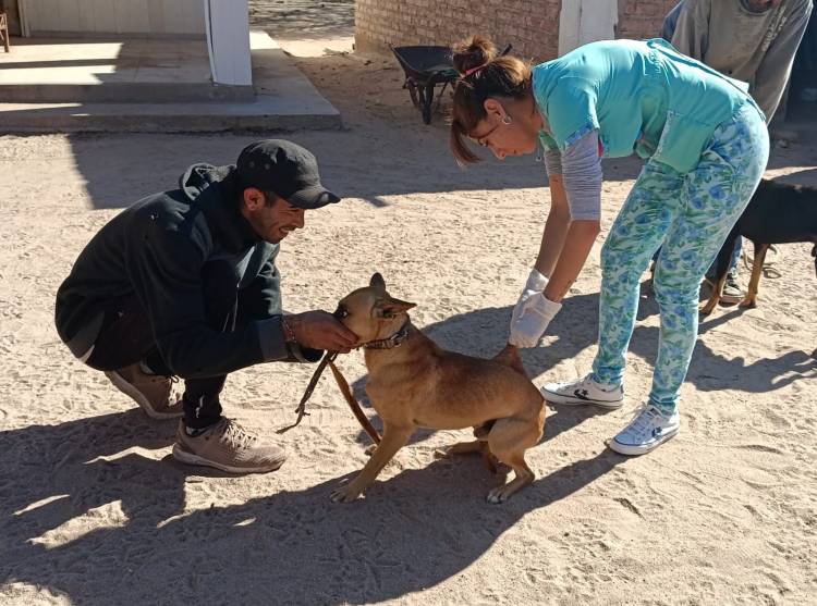 Sur Departamental: 70 mascotas recibieron vacunación antirrábica y desparasitación