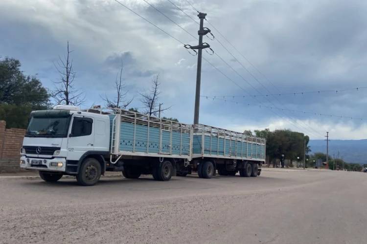 Detectaron camión con ganado sin registrar