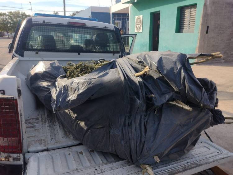 Chepes: Secuestran más de 70 kilos de plantas de marihuana 
