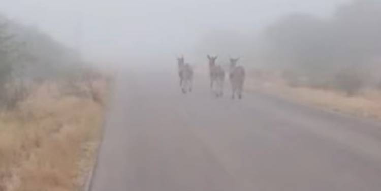 Chepes: Fuerte niebla y animales sueltos generan preocupación en Ruta Provincial 29