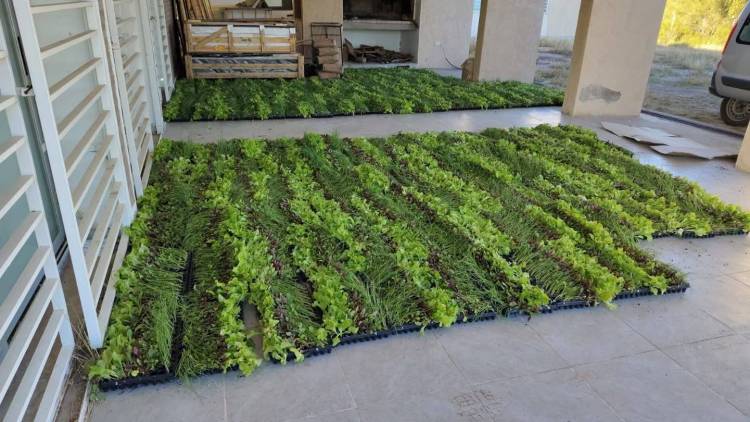 Rosario Vera Peñaloza: impulsan la producción hortícola local