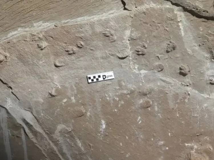 Descubrieron fósiles de una manada de mamíferos extintos hace 10 millones de años en Los Llanos riojanos