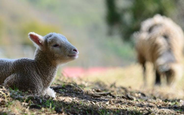 Chepes: ataque de perros mata cuatro ovejas