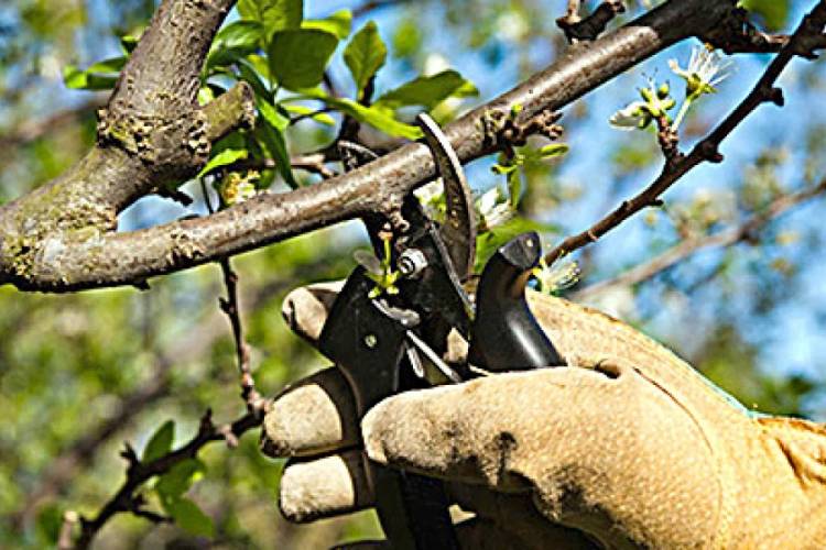 Tuani: Dictan capacitación en poda e injerto