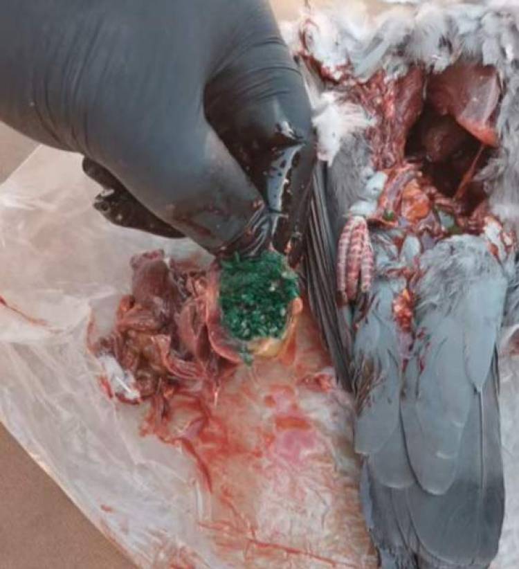 Vecinos de San Antonio alarmados por la aparición de palomas muertas cerca de las represas