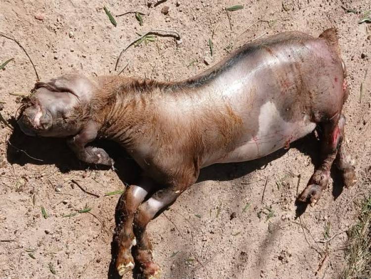 Extraño nacimiento en Ñoqueve: nace un cabrito con malformación