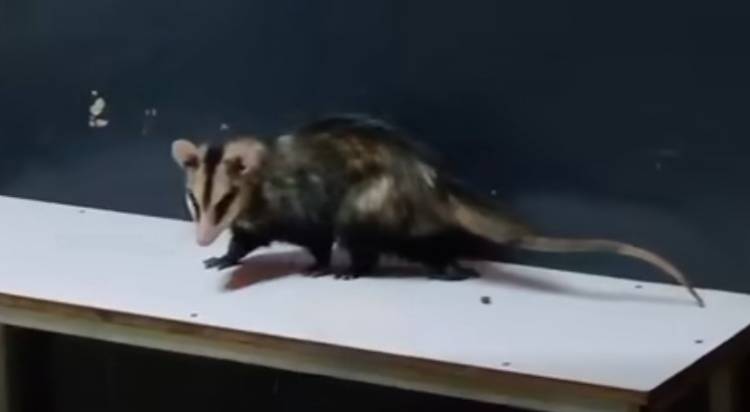 Chepes: sorpresa en la terminal por la presencia de un pasajero poco común