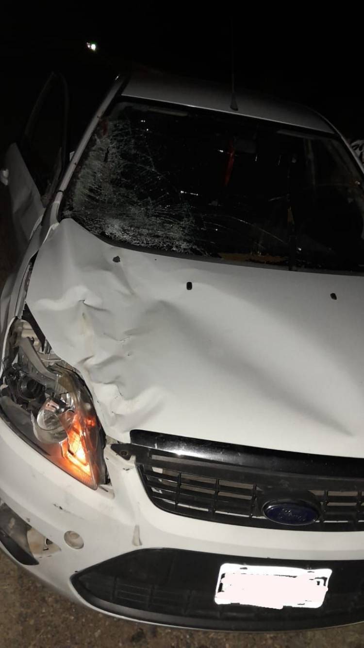 Accidente en la Ruta 38: un auto chocó contra un vacuno y no hubo heridos