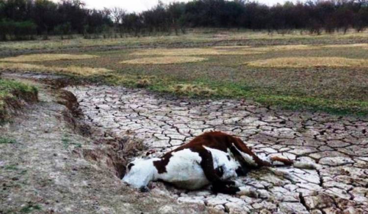 Chepes: Denuncian que los animales están muriendo por falta de Agua