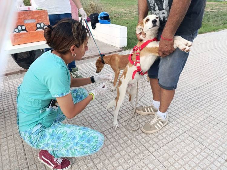 Cuidado Responsable: Más de 25 mascotas vacunadas y desparasitadas en la plaza principal