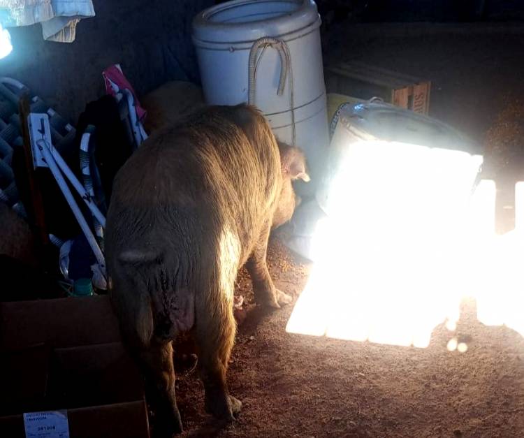 Chepes: un cerdo suelto generó destrozos en una vivienda del barrio santa lucía