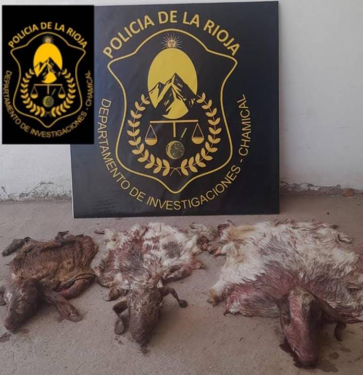 Secuestro de animales faenados en Chamical tras un trabajo investigativo