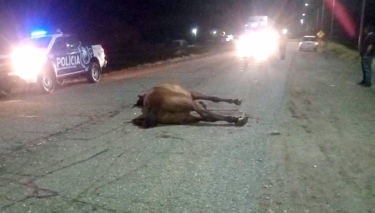 Ruta 79: colectivo proveniente de Mendoza impactó contra un caballo suelto
