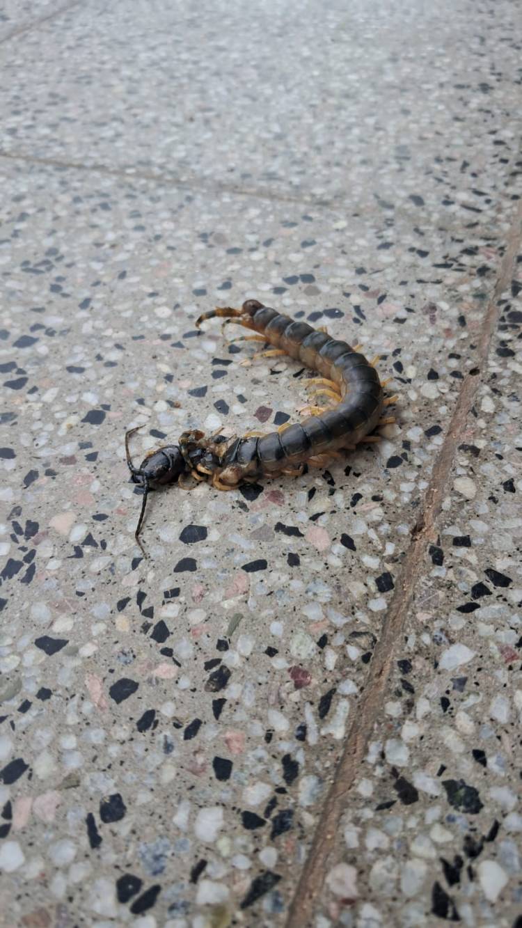 Aparición de “cien pies” genera preocupación en escuela técnica de Chepes