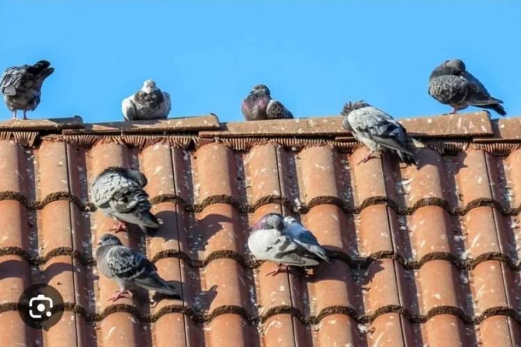 Advierten riesgos sanitarios por la presencia de palomas en una escuela de Olta