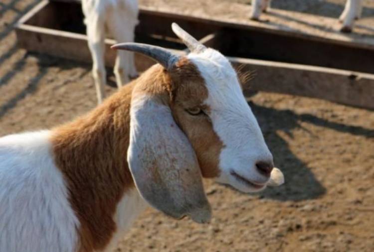 Chepes: le robaron cabras al profesor Leonardo Britos, el joven que había sido reconocido por su esfuerzo