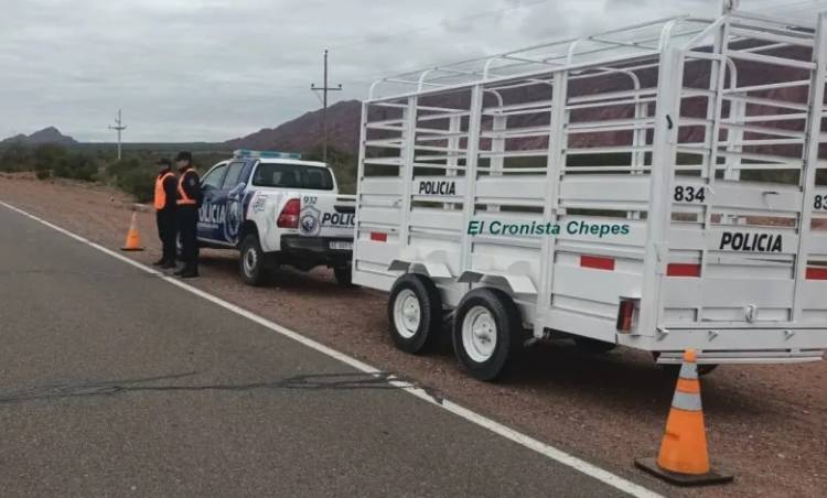 Capturan una yegua suelta en Chepes y refuerzan operativos de prevención vial