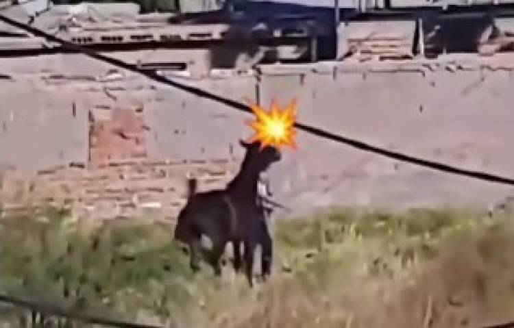 Denuncian maltrato a un caballo por parte de alumnos de una escuela en Chepes