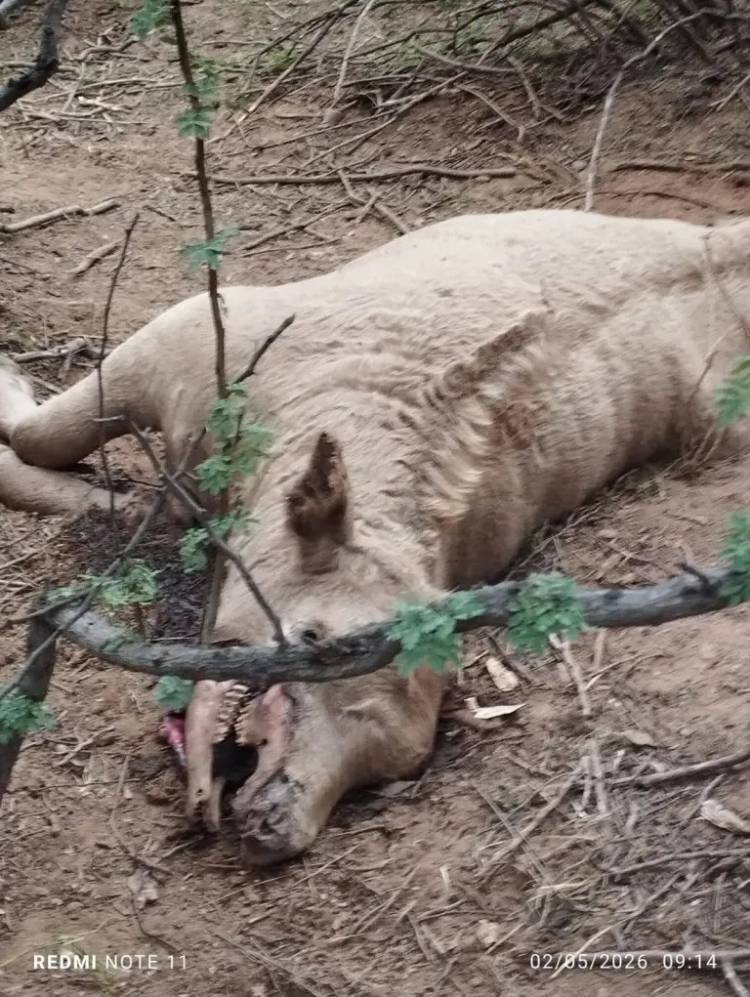 Misterioso hallazgo de vacas mutiladas genera preocupación en productores de Los Llanos riojanos
