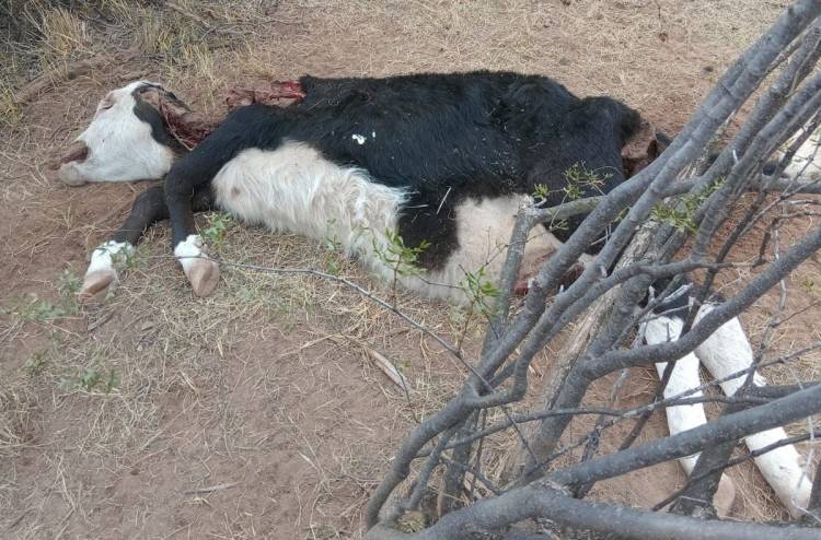 Encuentran vacunos mutilados en Atiles y preocupa a pobladores