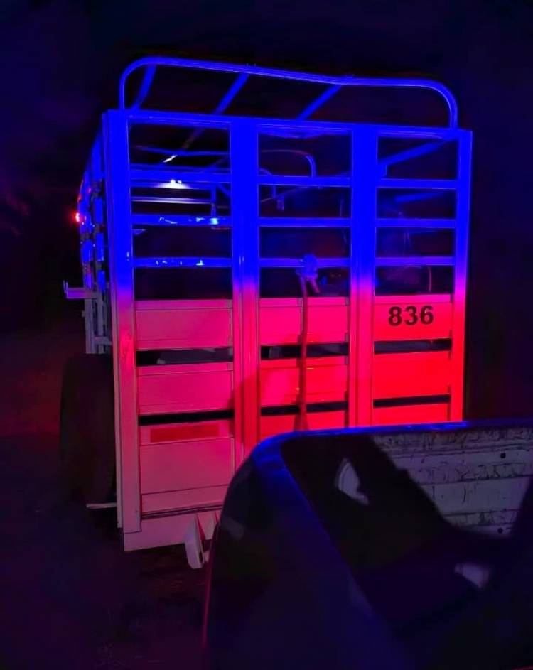 Retiran de la calle un equino suelto durante un operativo preventivo en Bº Santo Domingo