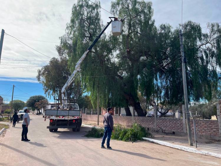 Chepes: continúan los trabajos de poda del arbolado urbano 